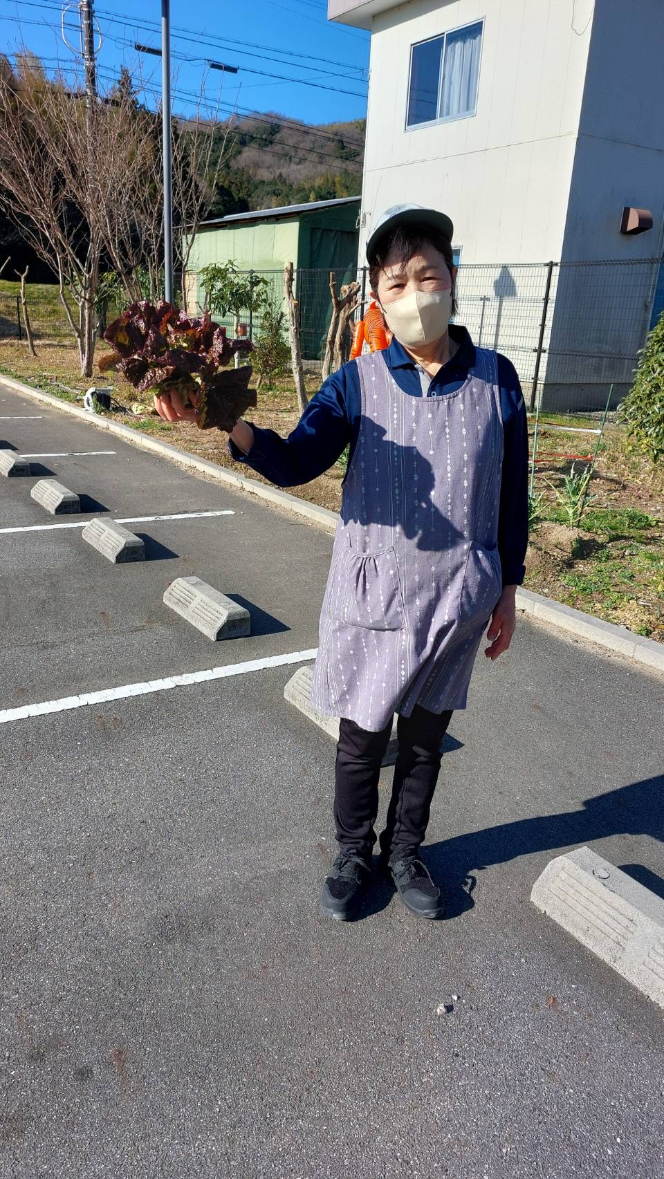 サニーレタス.jpeg