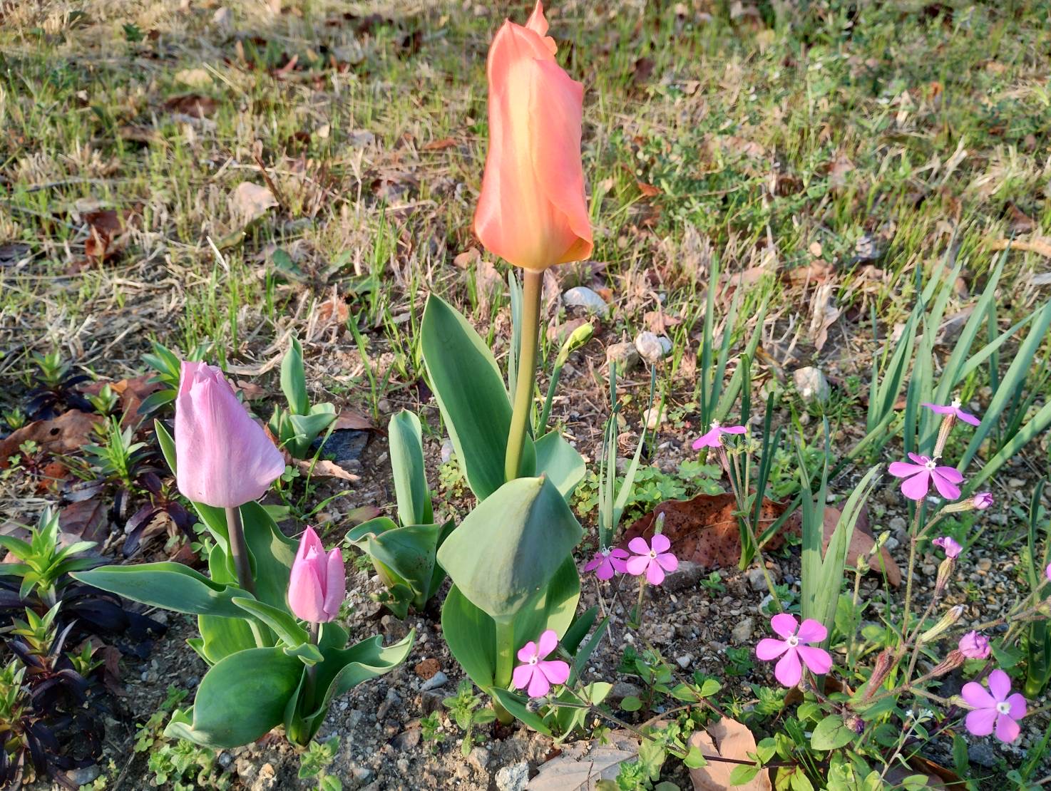 チューリップ2026.jpeg